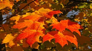 Ոսկե Աշուն ♬ Golden Autumn