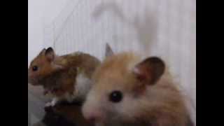 Korisu x Estuar *Hamster*