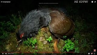Охота на глухаря на току в Бобровке. Весенняя охота на глухаря . 2018