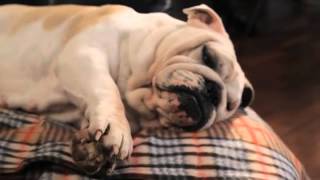 Matilda vs Virobi: the history of my lazy dog