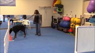 AKC Scent Work Interior Search - BeaBeas Dog Training