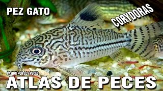 ATLAS DE PECES "Corydoras"