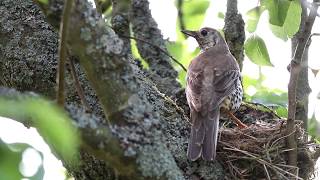 Nesting Mistle Thrushes