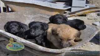 ESTERILIZACION EN ANIMALES DE COMPAÑIA - IMPORTANCIA