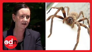 Huge SPIDER interrupts Australian Covid briefing
