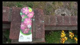 Gerrys New  Clematis Ville de Lion 1 2017 04 29