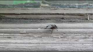 Муха потирает лапки / Why do flies rub their legs?