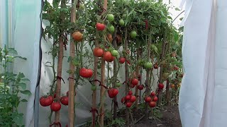 ЧУДО - ТЕПЛИЦА. ПЛЮСЫ И МИНУСЫ. 
