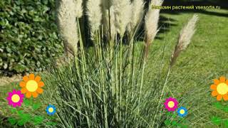 Кортадерия селло Уайт Феатер. Краткий обзор, описание cortaderia selloana White Feather