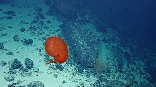 Balloon-Like Bolitaenid Octopus | Nautilus Live