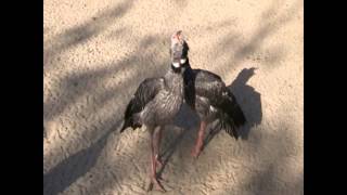 Crested Screamers 2