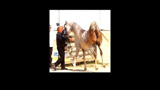 Arabian horse, pur sang arabe : SH Chagall - SOLD exported to Africa
