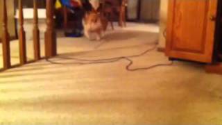 Lilly the corgi