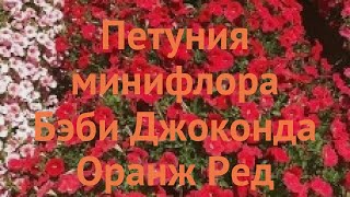 Петуния минифлора Бэби Джоконда Оранж Ред ? обзор: как сажать, семена петунии