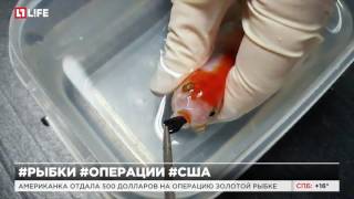 Американка отдала 500 долларов на операцию золотой рыбке