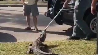 Watch Alligator Put up a Fight After Being Pulled Out From Under Car by Cops