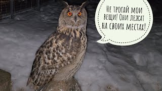Сова Филин Ёль и борьба за место для подушки. Сове лучше знать, где должна лежать её подушенька!