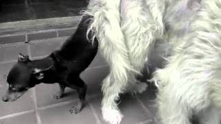 Mi perrito pincher monta a mi perra pastora y os lo enseño