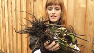 Echinacea