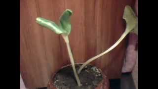 Ускоренный рост тыквы / The accelerated growth of the pumpkin