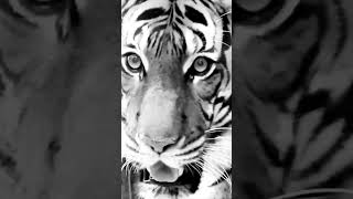 White Out Tigers for Bengals Game Dey - Cincinnati Zoo #shorts