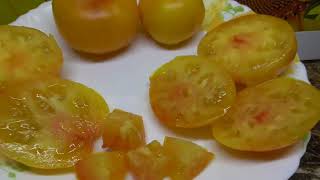 Томаты - новинки 2022 года. Томат Казахстанский желтый - яркий, красивый, вкусный! Дегустация.
