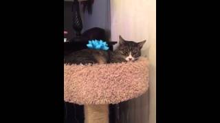 KILLING CAT PRANK (GONE SEXUAL!) (MINECRAFT) (FNAF)