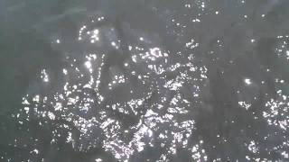 Dolphin sex.