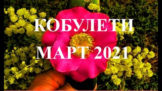 март 2021 г КОБУЛЕТИ ქობულეთი გაზაფხული Аджария Грузия