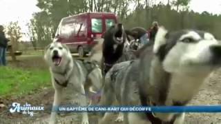 Les Animaux de la 8 Activités de cani rando et de cani kart avec Latitude Nordique