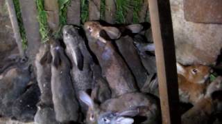Кормушка для сена и травы у кроликов при ямном содержании.