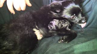 New Pup - Min Pin/Chihuahua Mixed with pomeranian