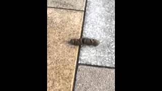The laughing poop
