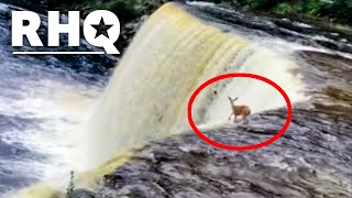 Deer Plummets Off 50-Foot Waterfall... And SURVIVES?!