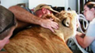 LIGER at the Dentist!