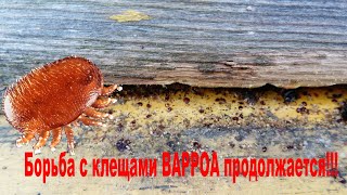 Клещ ВАРРОА продолжает сыпаться! Метод борьбы! Начало зимовки!