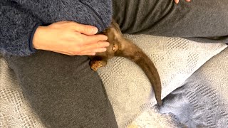 カワウソさくら 飼い主から尻尾が生えてきた Owner with a tail