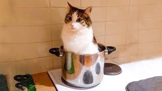 МЕНЯЮ КАСТРЮЛЮ НА СУП С КРЕВЕТКАМИ! СМЕШНЫЕ ЖИВОТНЫЕ