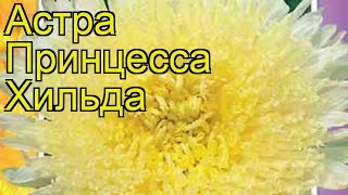 Астра Принцесса Хильда. Краткий обзор, описание характеристик, где купить семена Printsessa Hilda