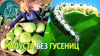 ???? Чем обработать капусту от вредителей Гусеницы капустницы ???? капустной белянки Опыт Гордеевых