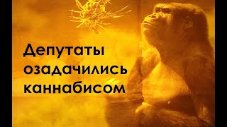 Каннабис за и против