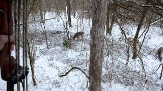 Traditional Bowhunt