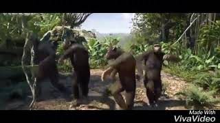 Apes dance
