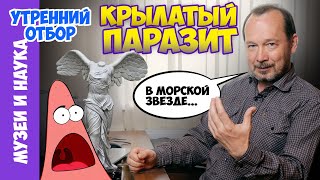 Крылатый паразит... в морской звезде и не только. Игорь Фадеев