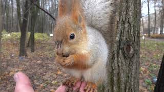 Ещё про белку с лапкой / More about a squirrel with a paw
