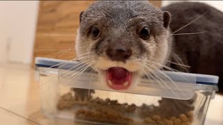 ご飯散らかしまくるカワウソの再発防止策がこれだ！！ Countermeasure for otters that scatter food all over the place