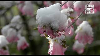 Snowy Zoo Blooms - Cincinnati Zoo