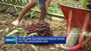Alert! AS Larang Impor Sawit dari FGH Holdings