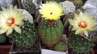Notocactus ottonis. Hamatocactus setispinus. Кактусы цветение. Июль 08 2015