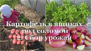 Картофель в ящиках под соломой. 2. Сбор урожая // Potato in boxes. 2. Harvesting
